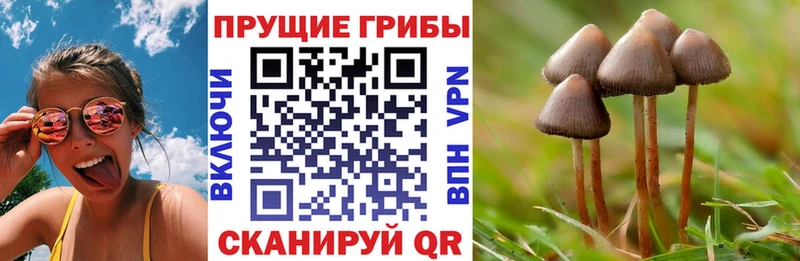 что такое Рассказово Галлюциногенные грибы Magic Shrooms